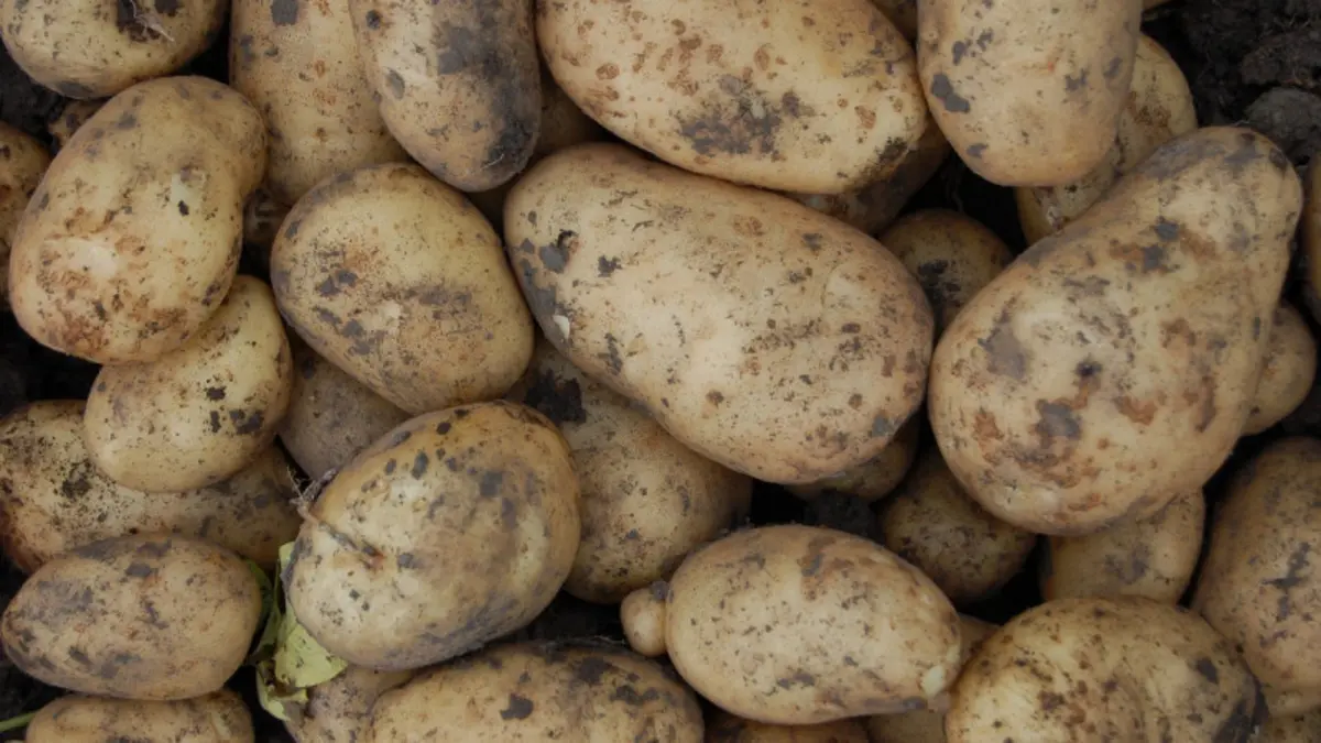 Kazakhstan's potato exports to Uzbekistan surge in first half of 2026