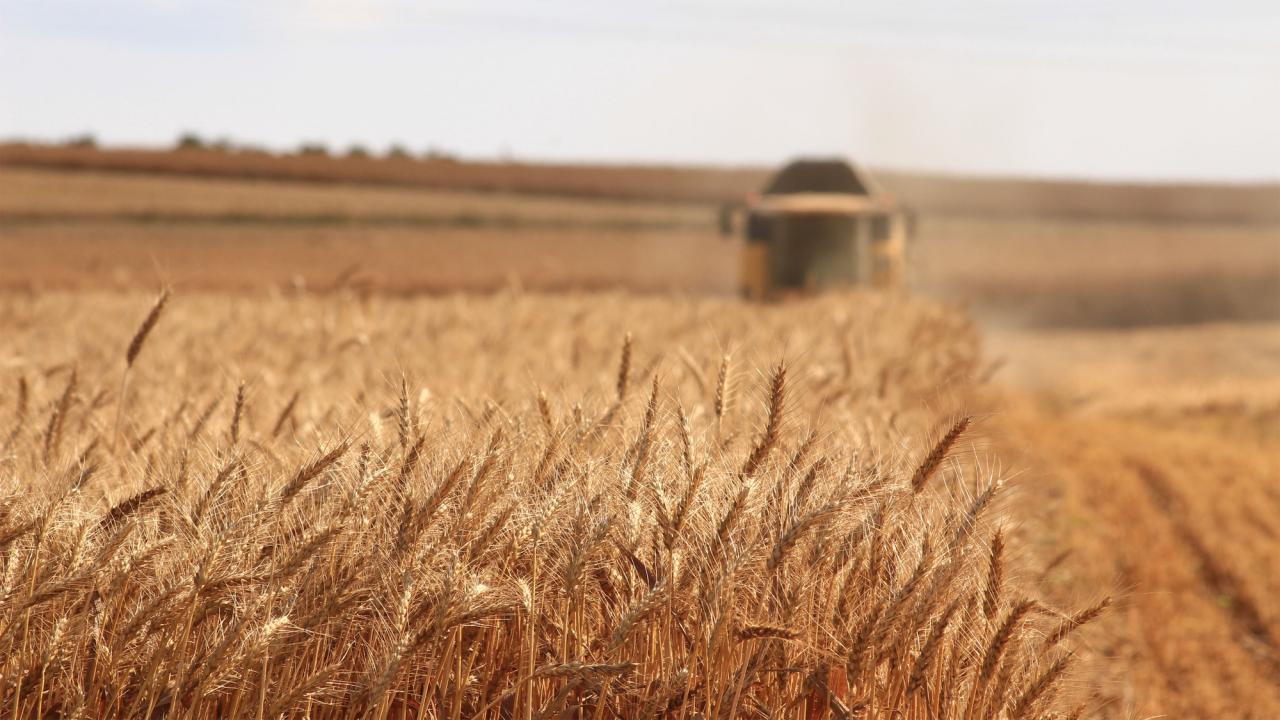 Kazakhstan imposes six-month ban on wheat imports from Russia and EAEU states