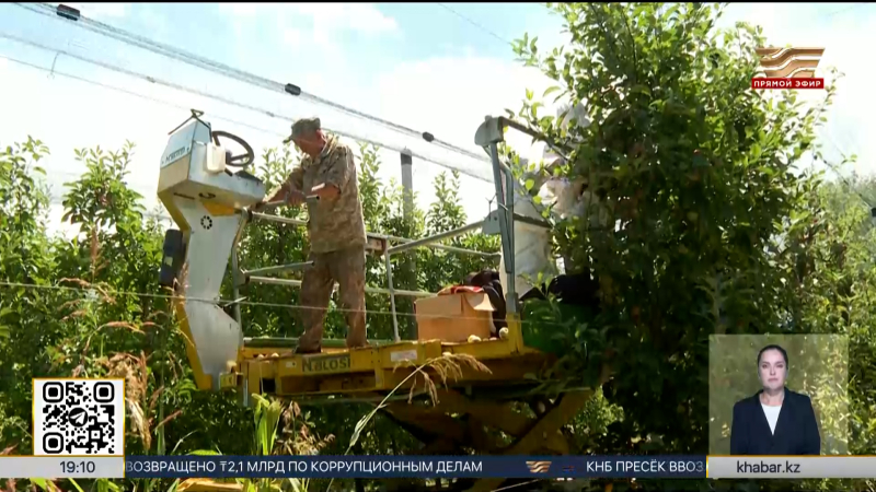 Kazakhstan drafts temporary ban on apple imports for harvest season