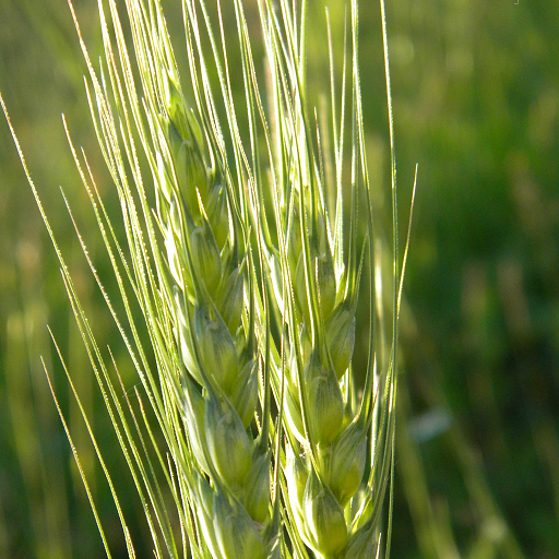 Kazakhstan holds 5.616 million tonnes of wheat as grain exports remain strong