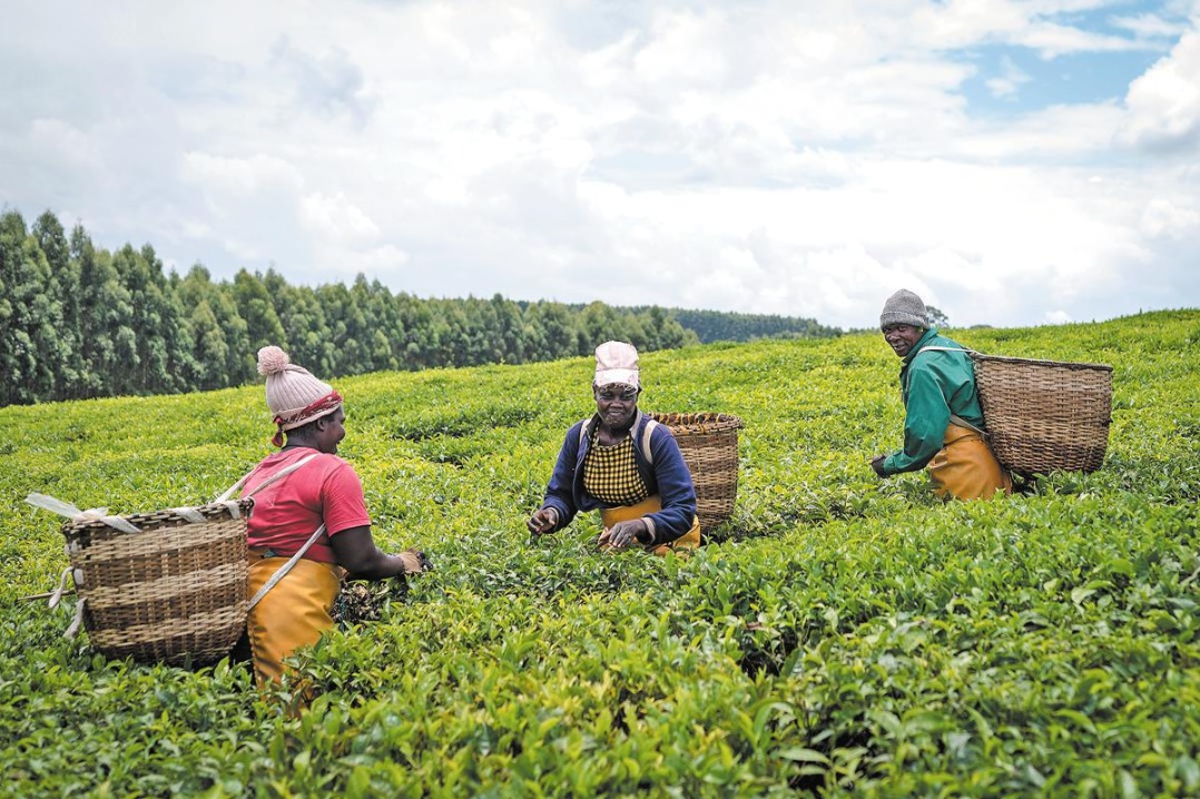 Kenya seeks deeper China tea ties to expand exports and value-added production