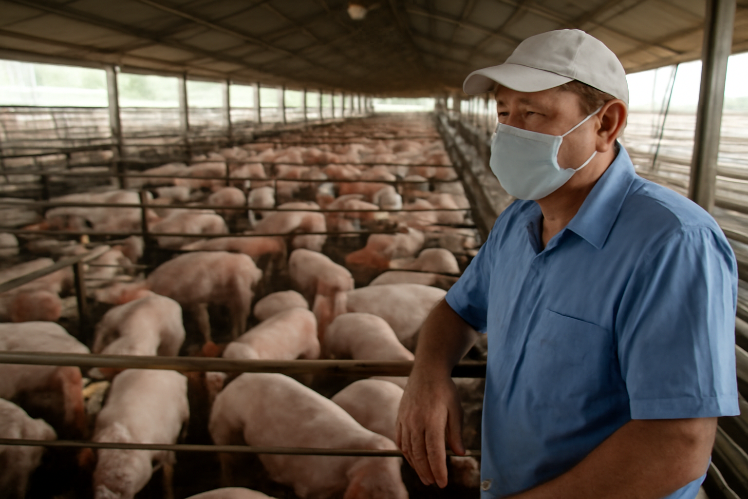 Low hog prices squeeze Mato Grosso pig farmers despite rising output