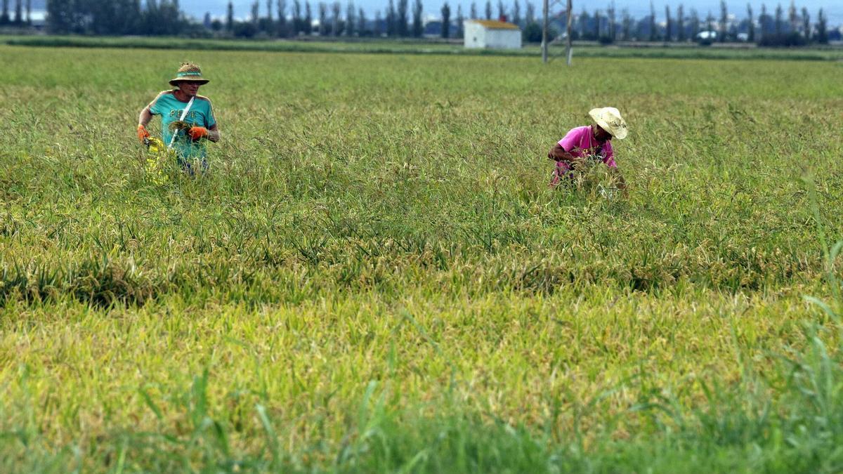 Low prices and Mercosur imports squeeze Spain’s rice sector