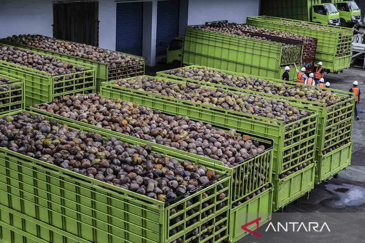 Malaysia sources nearly 80% of its coconut needs from Indonesia