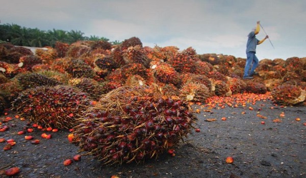 Malaysian palm oil seen at RM4,400-4,650 in August as Indonesia’s B50 mandate supports prices
