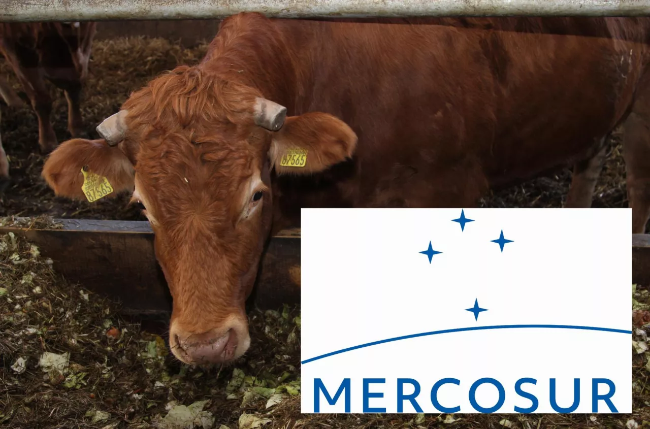 Mercosur exhausts EU chilled-beef tariff quota months before year-end
