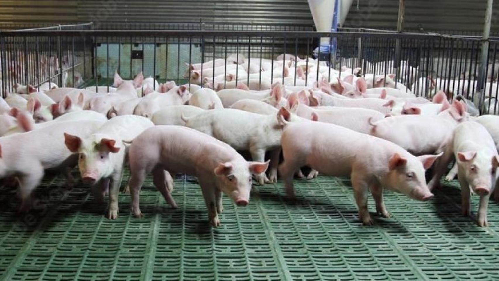 Mexico halts Spanish pork imports over African swine fever outbreak