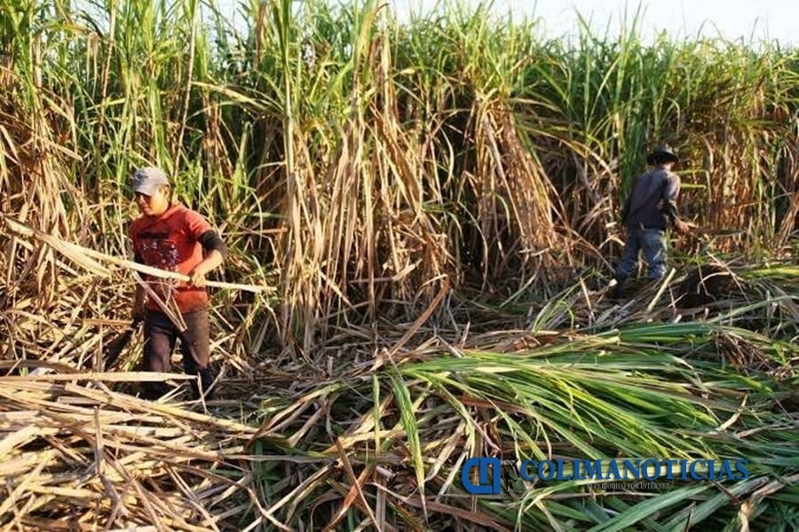 Mexico plans 1.2 million-ton sugar export to US as industry faces 30-year crisis