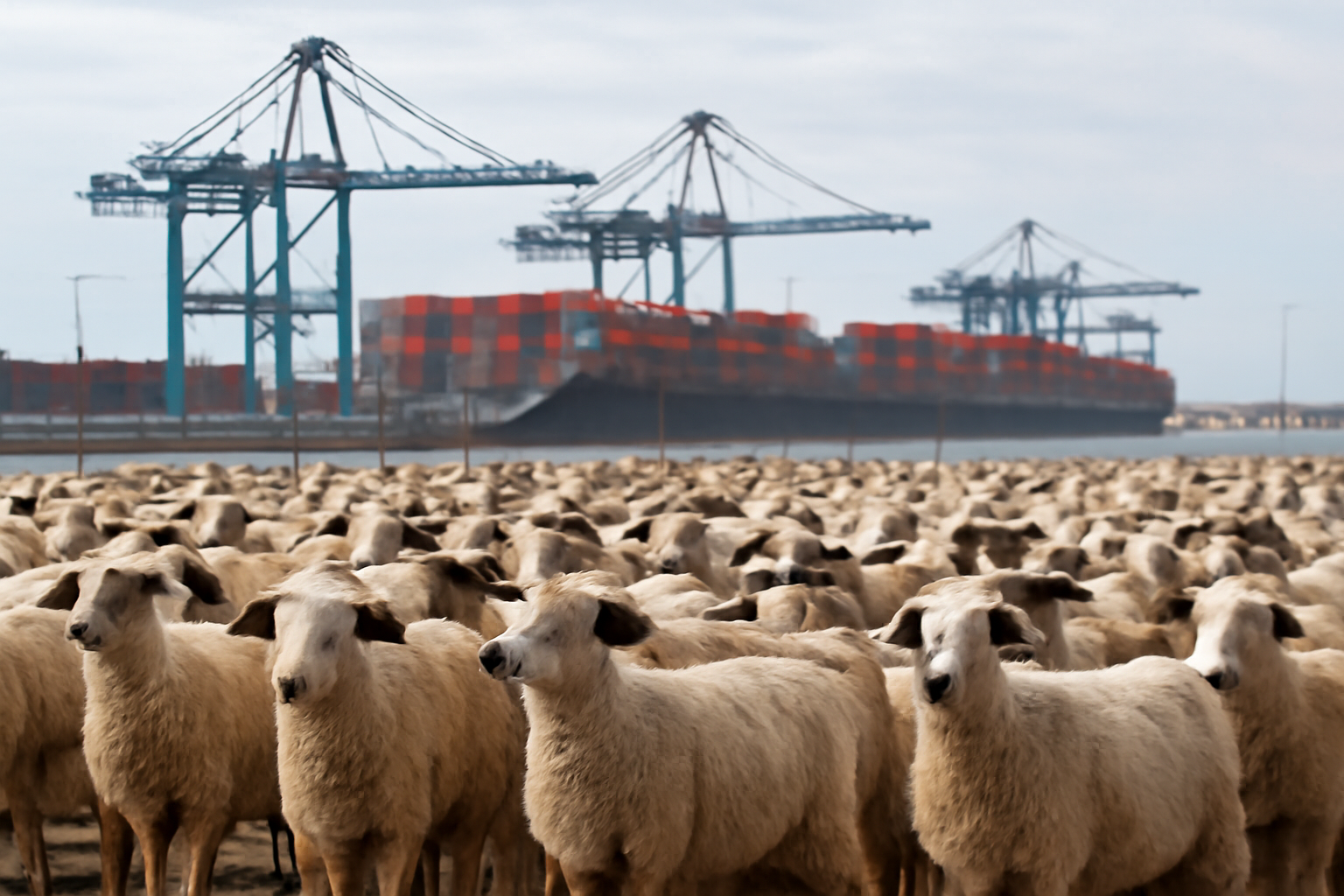 Morocco explores European sheep imports to cool red-meat prices