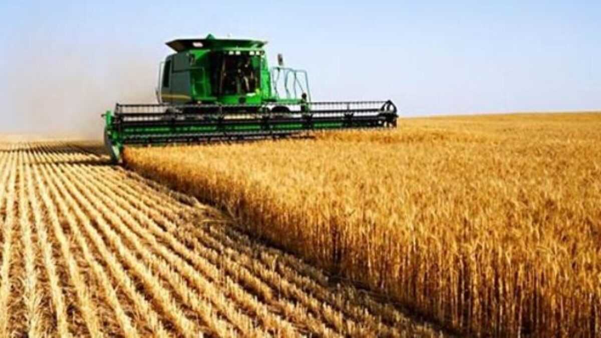 Morocco extends 170% soft wheat import duty through August 2026