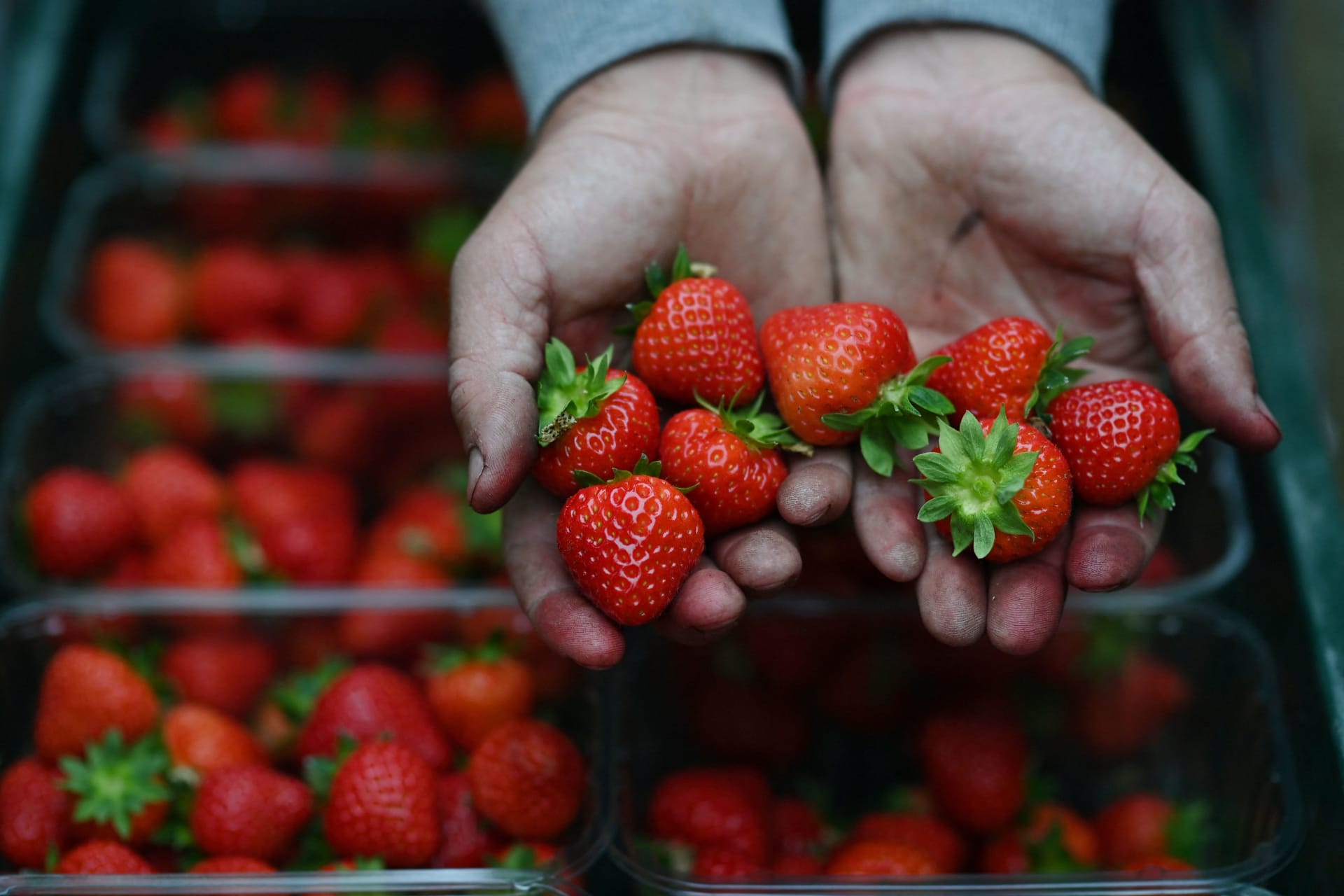Morocco's fresh strawberry exports collapse to record low in 2025-2026 season