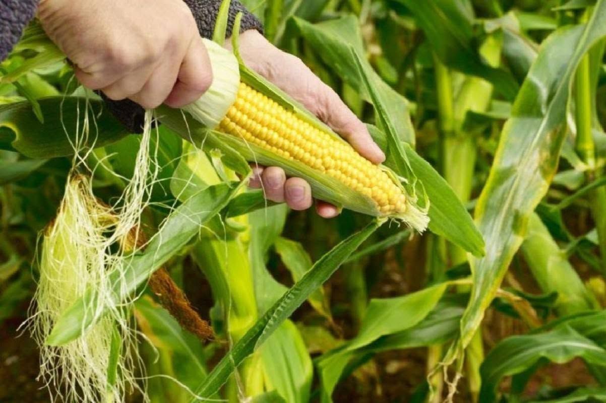 Myanmar corn trade slows as Thailand’s CP Group suspends July purchases