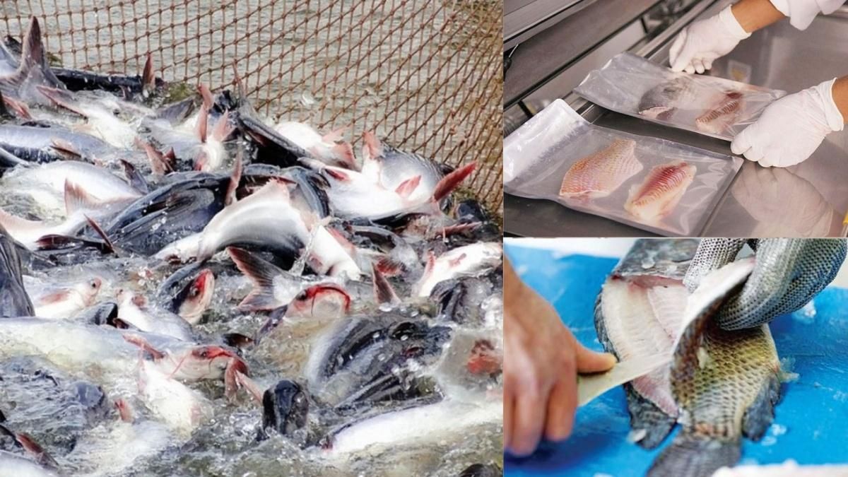 Nam Viet profit forecast to top VND1 trillion as catfish and tilapia exports grow