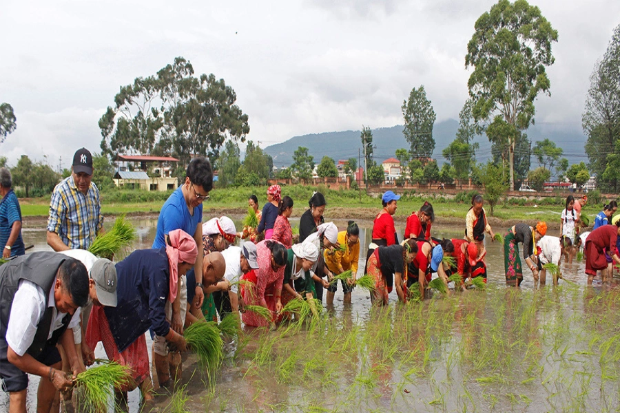 Nepal's rice planting lags at 32.38% of paddy area amid uneven monsoon