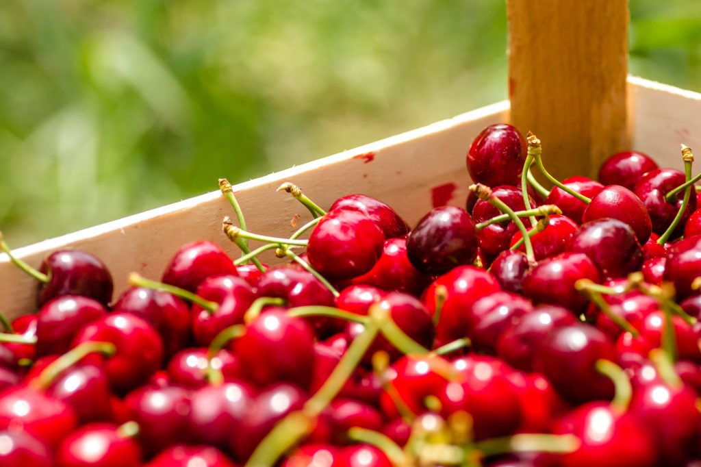 Bumper Northern Hemisphere Cherry Harvests Reshape the Global Market