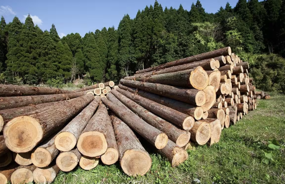 Organized crime tightens control over Mexico's illegal logging and timber trade