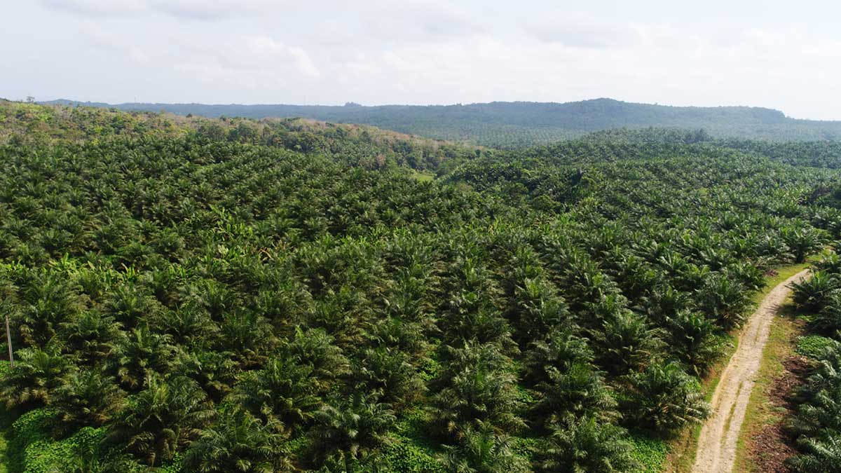 Palm oil industry urged to pair production efficiency with sustainability