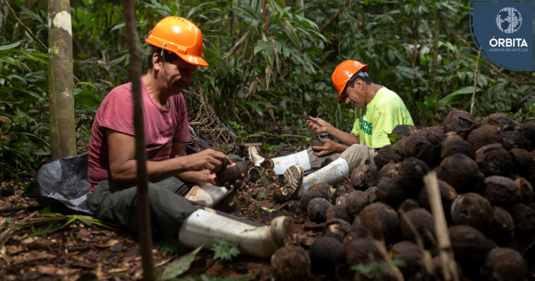 Peru’s Amazon Brazil nut exports reached $48 million in 2025