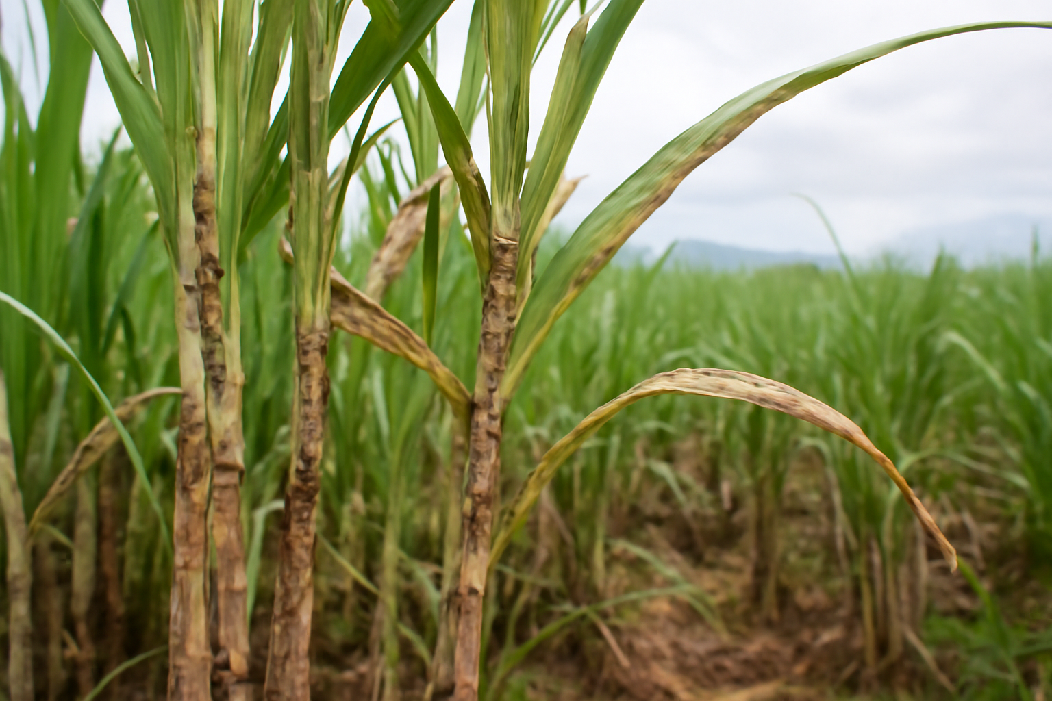 Pests and fungal disease threaten sugarcane production in Veracruz