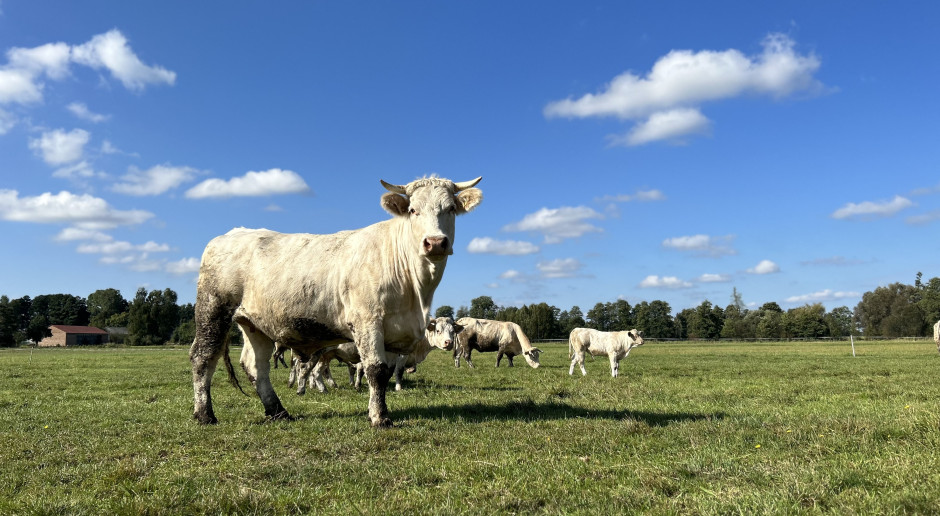 Polish cattle prices fall again as weak beef demand outweighs limited supply