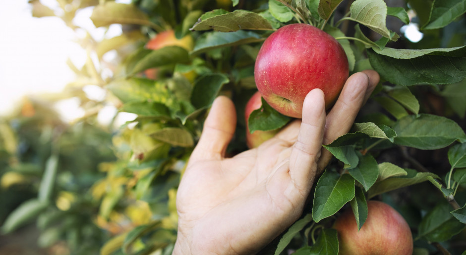 Poland seeks to avert Kazakhstan ban on apple imports