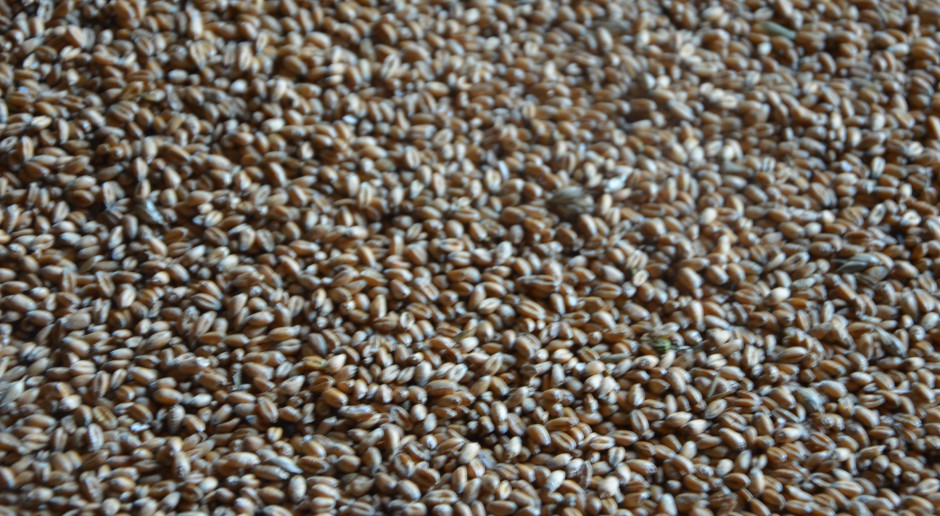Heatwave Threatens Polish Wheat Quality as French Corn Prices Rise