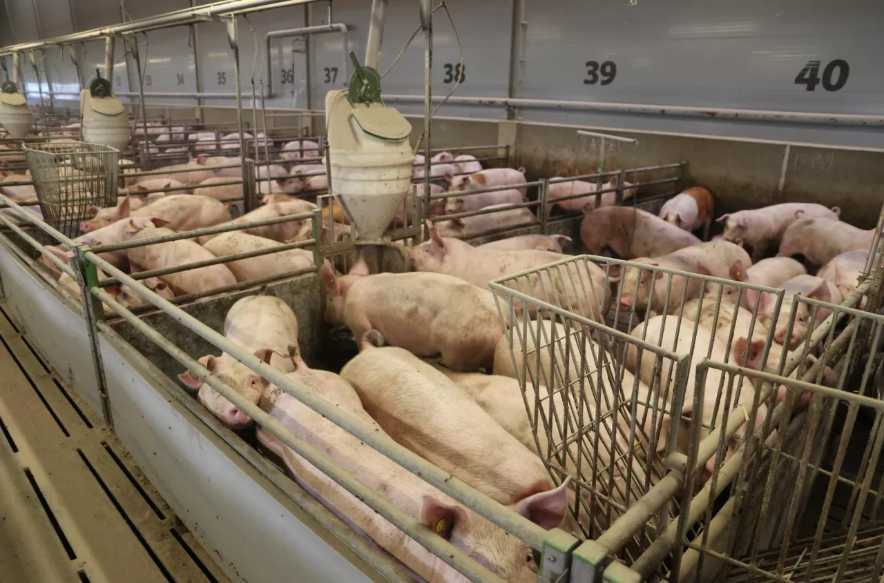 西班牙猪肉供应收紧，波兰生猪价格两周上涨29.6%