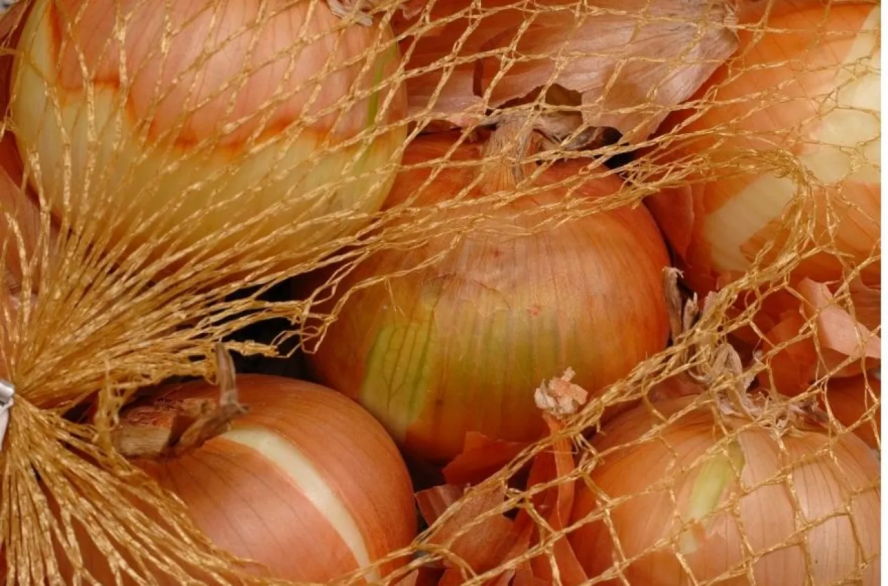 Polish onion exports reach 31 countries in early 2026, led by the Netherlands