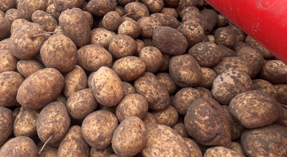 Polish potato growers retreat after prices fall to 4.5 groszy per kilogram