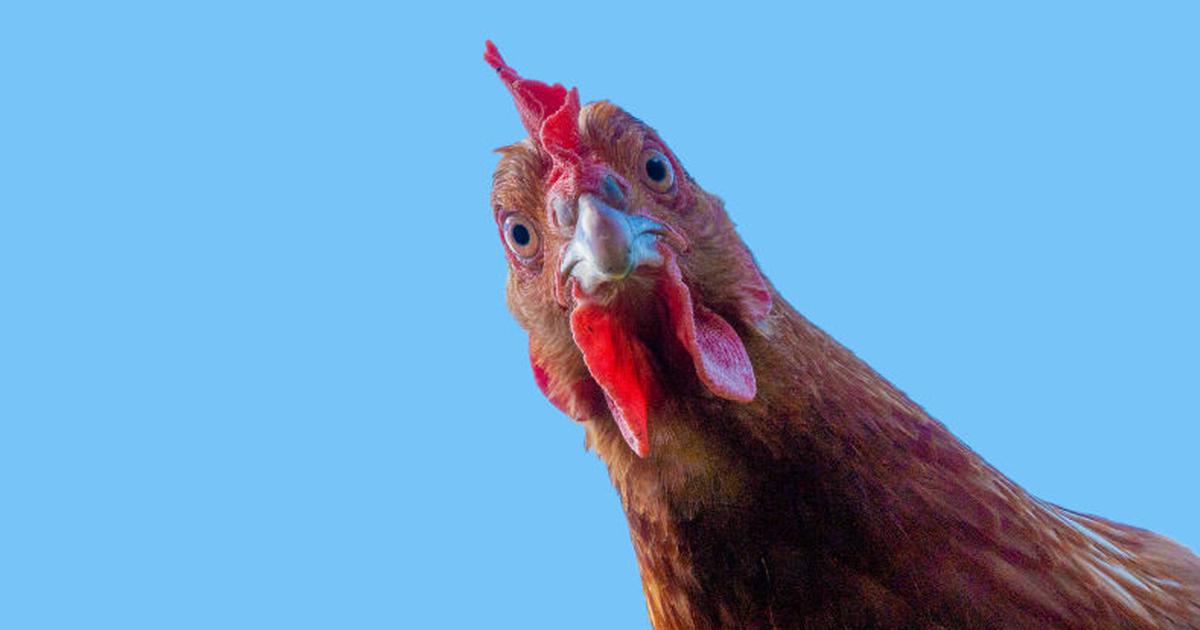 Polish poultry sector faces higher EU welfare costs and Mercosur competition