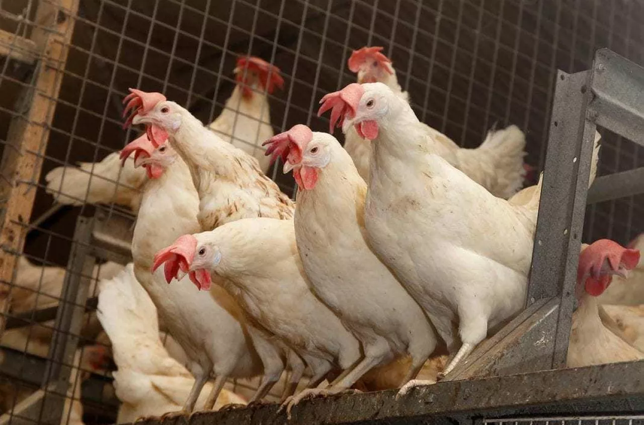 Polish poultry retains margins as pork and beef markets come under pressure