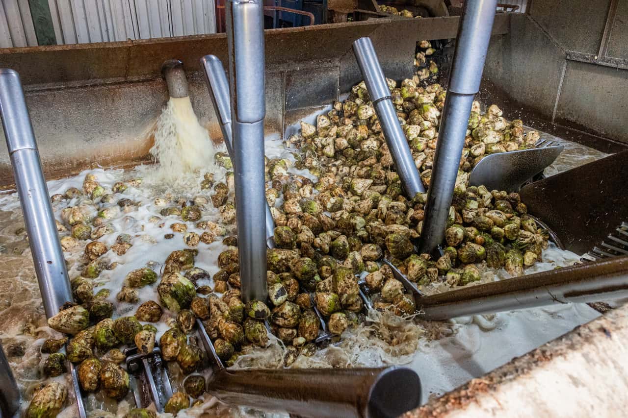Polish sugar prices fall 17.3% as farmers seek dumping investigation