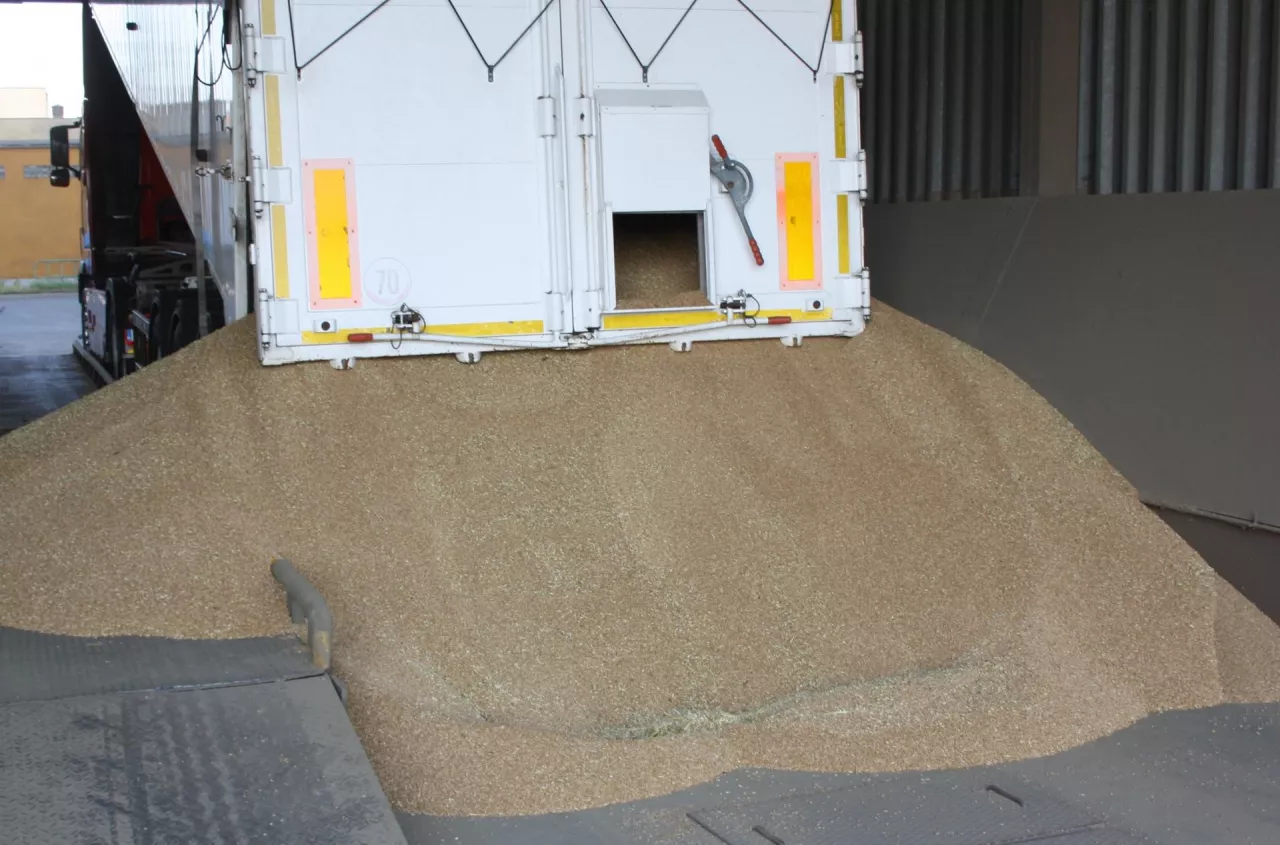 Polish wheat may open harvest near 760–820 zł/t as yields vary by region