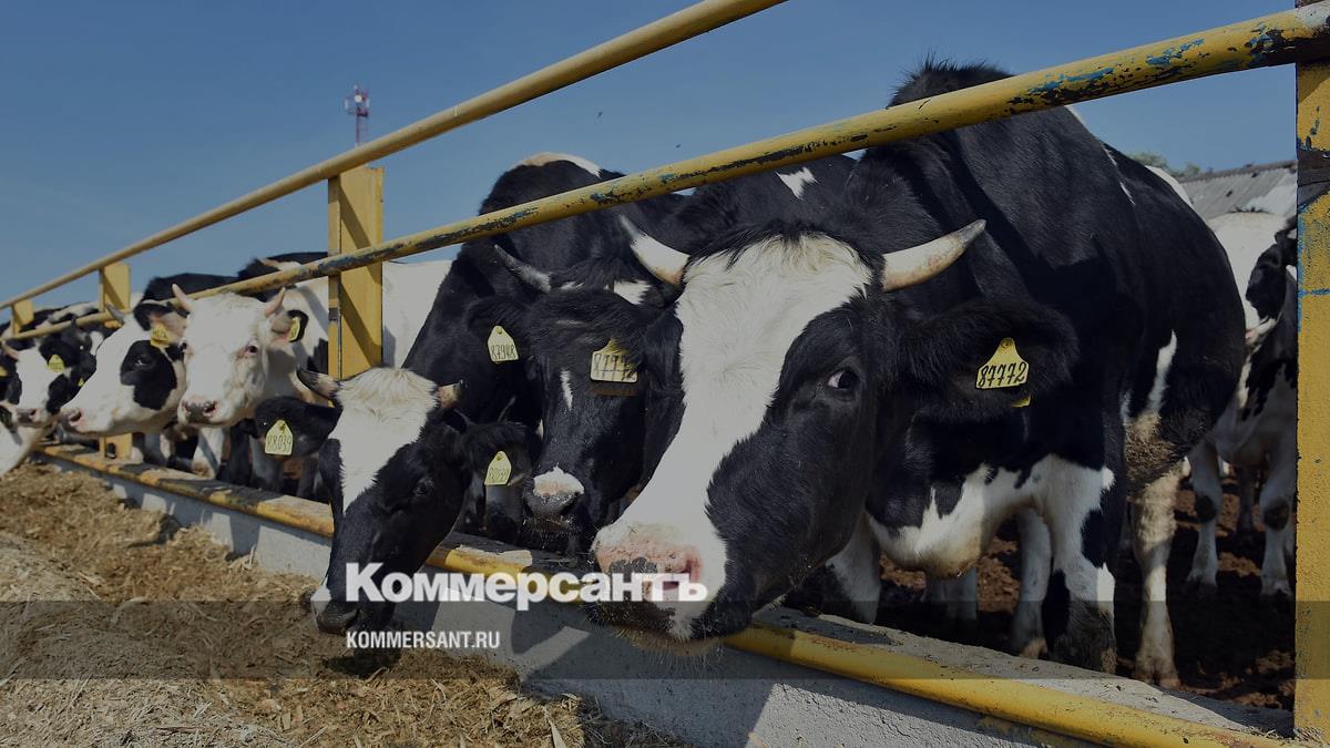 Raw milk prices fall 20–30% across southern Russia as farms weigh herd cuts