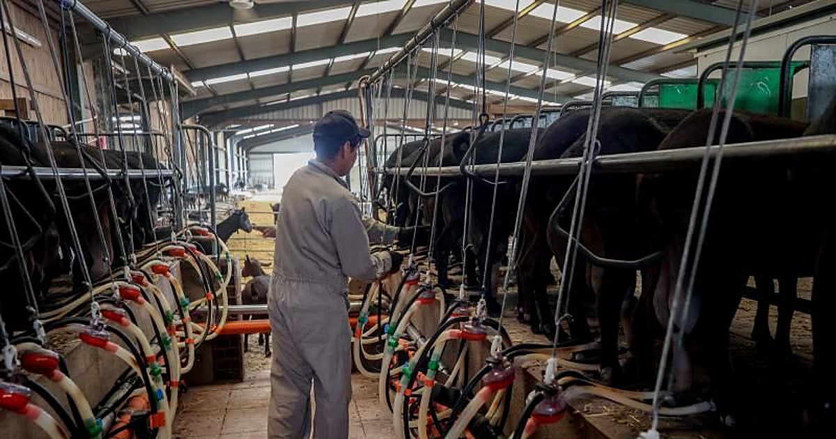 Importações recorde de queijo pressionam produtores de ovinos e caprinos em Espanha