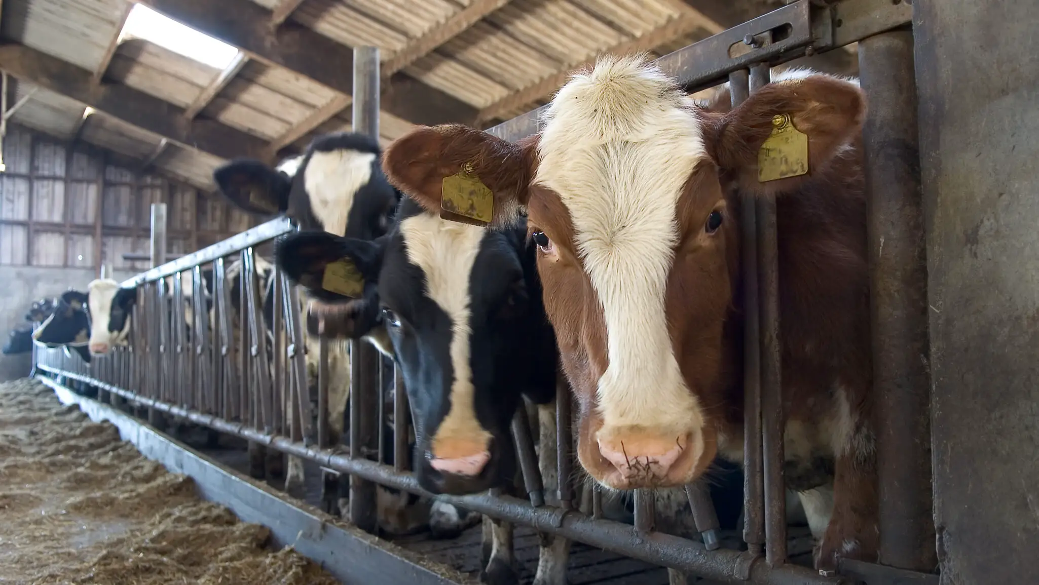 Romanian dairy farms face closure as raw milk prices fall below production costs