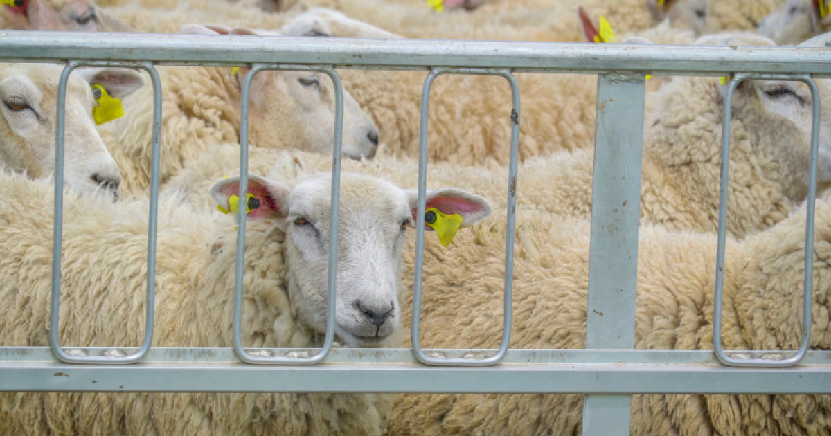 Romania seeks EU flexibility as sheep and goat export restrictions remain
