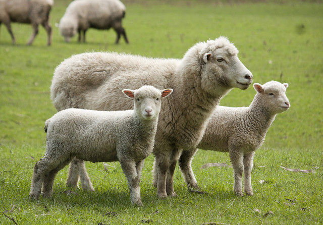 Romanian Meat and Dairy Processors Warn Sheep Vaccination Could Freeze EU Exports for Years