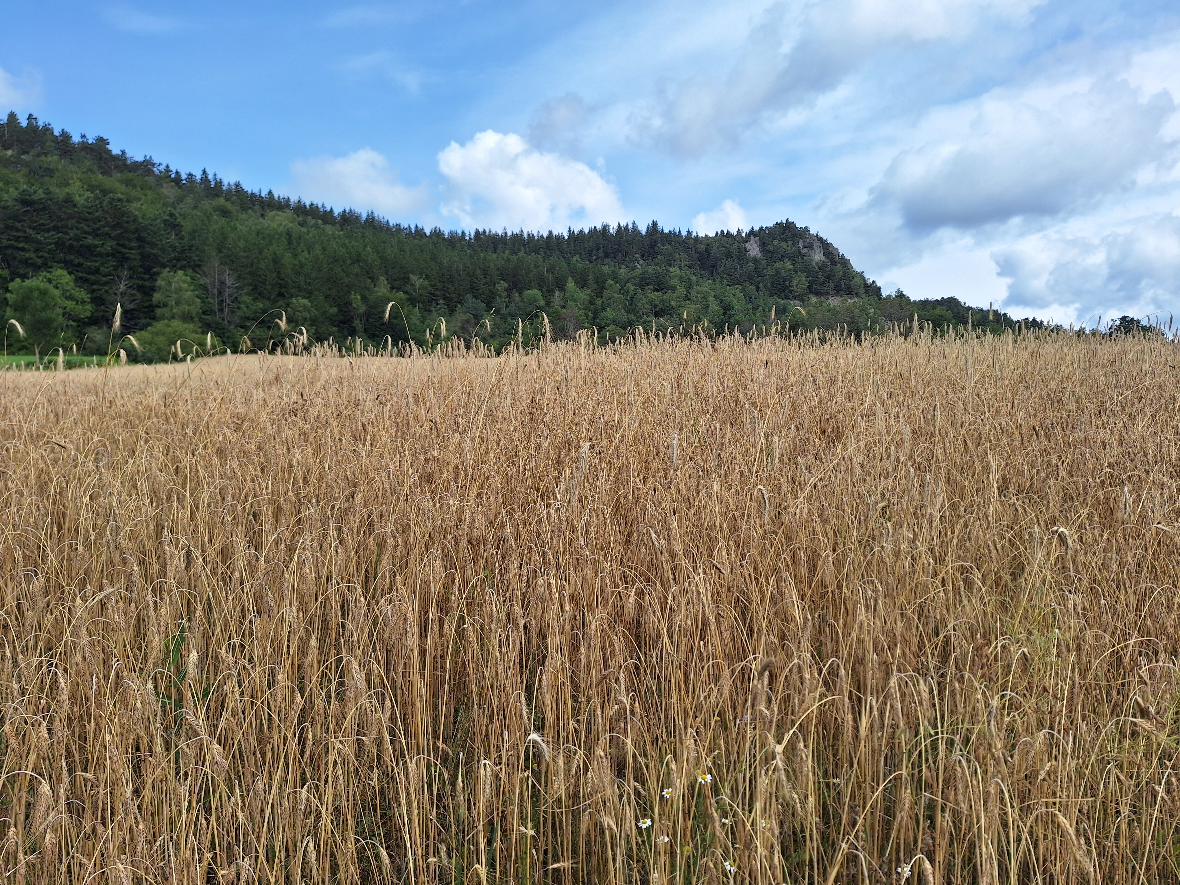 Rouen and La Rochelle grain ports report stronger 2025/2026 cereal campaign