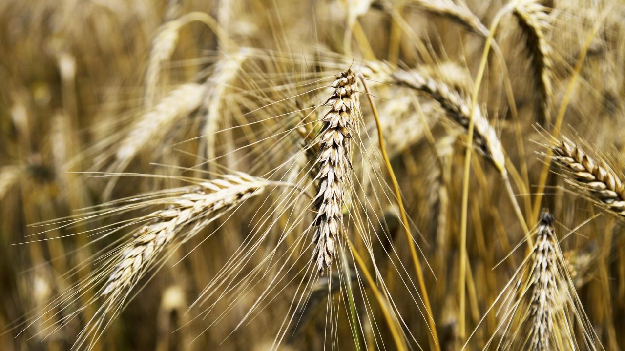 Russia’s agricultural exports to Africa rise 40% as Egypt consolidates hub role
