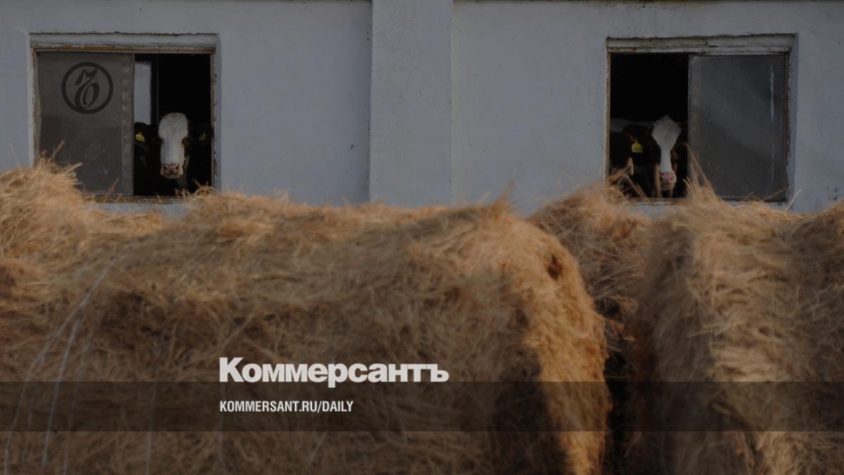 Russia's cattle herd shrinks in early 2026, beef prices climb 16%