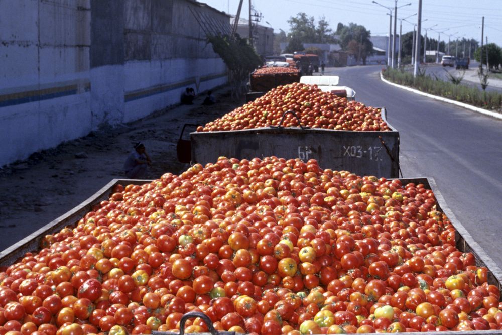 Russia restricts produce imports from five Uzbek exporters over phytosanitary breaches