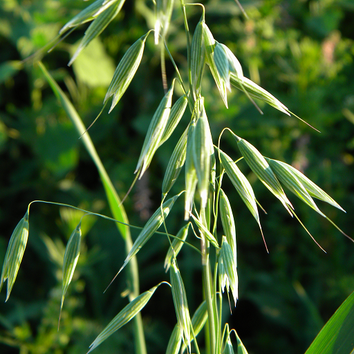 Russian oat exports rise 8.2% as Mongolia and Kazakhstan increase purchases