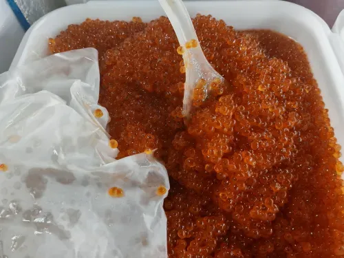 Russian red caviar prices reach 20,400 rubles per kilogram as salmon catch outlook weakens