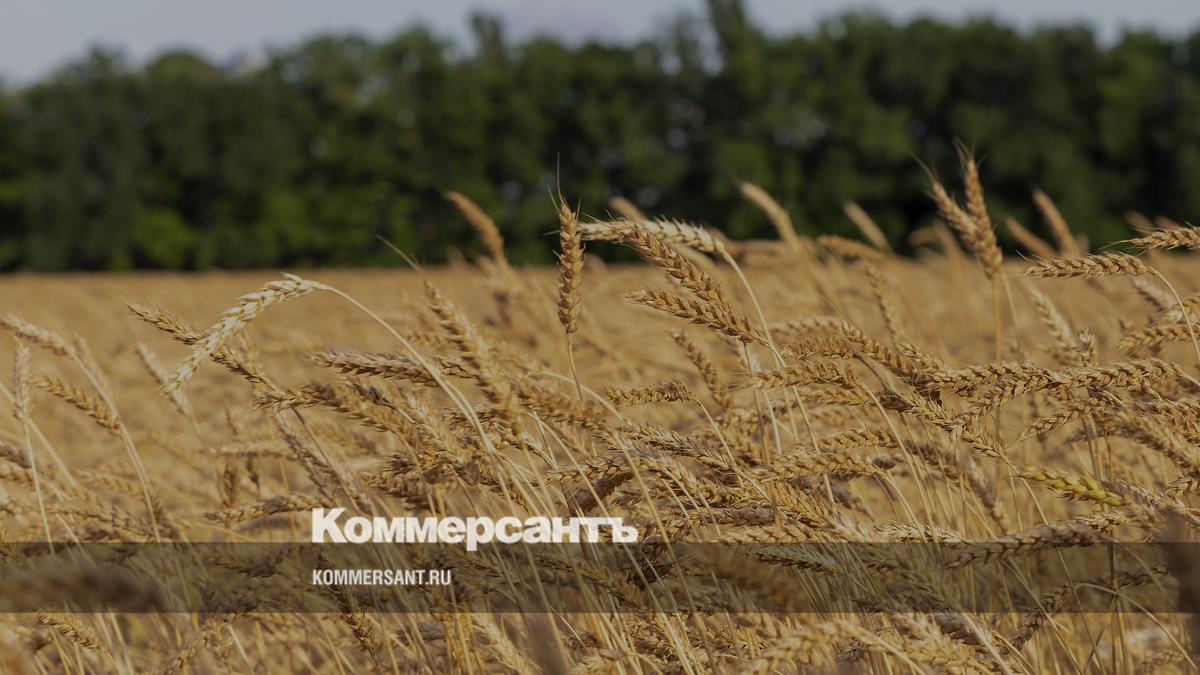 Russian wheat shipments to Kenya via Kuban ports exceed 1 million tonnes