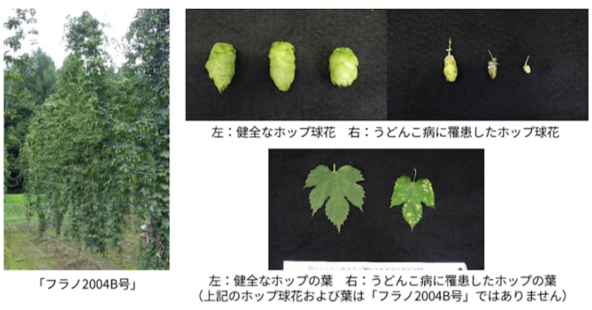 Sapporo develops mildew-resistant hop to protect beer ingredient supply