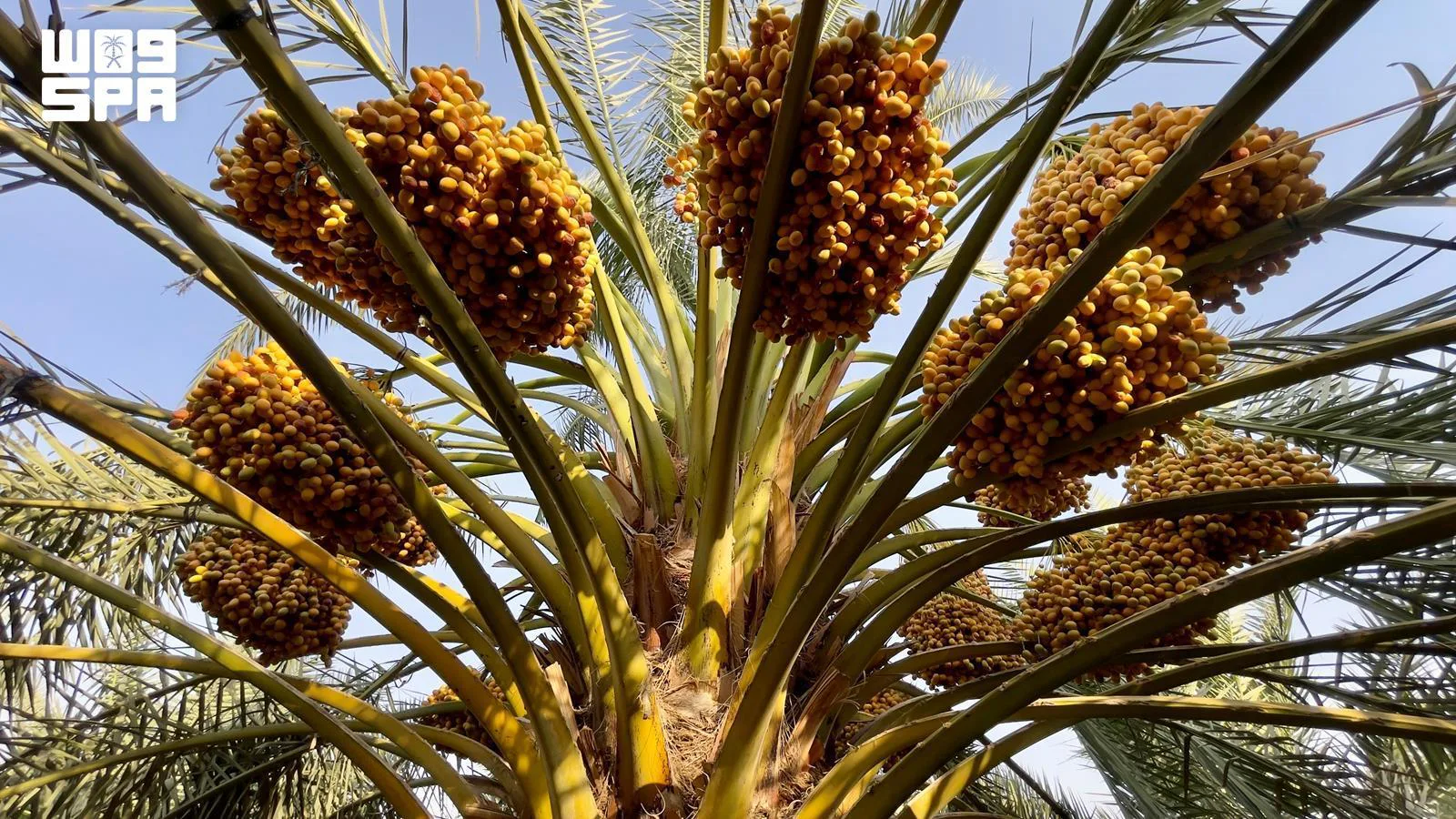 Saudi Arabia’s Al-Kharj produces 90,400 tonnes of dates worth 723 million riyals