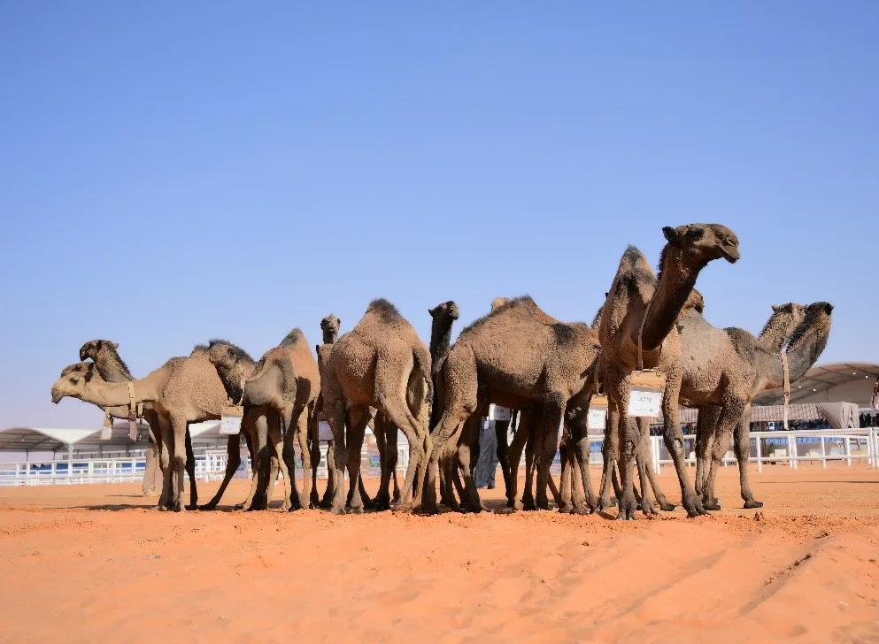 Saudi Arabia plans SAR11 billion AI-powered camel industry city in Qaryat al-Ulya