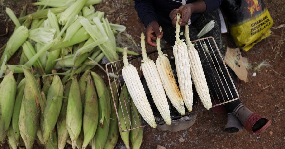 South Africa raises 2025/26 maize harvest forecast to 17.363 million tonnes