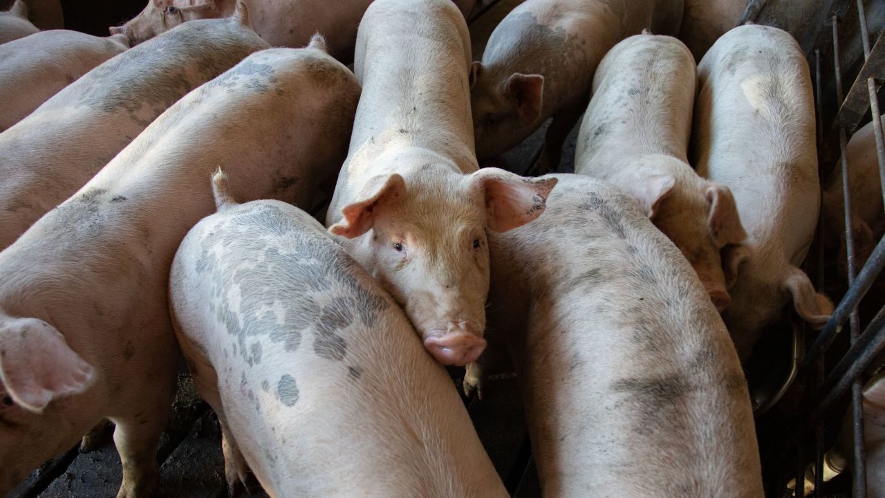 South African pork prices fall as delayed imports and farm recovery create oversupply